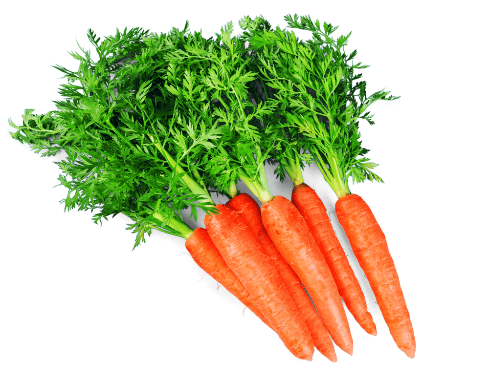 Carrot crops image