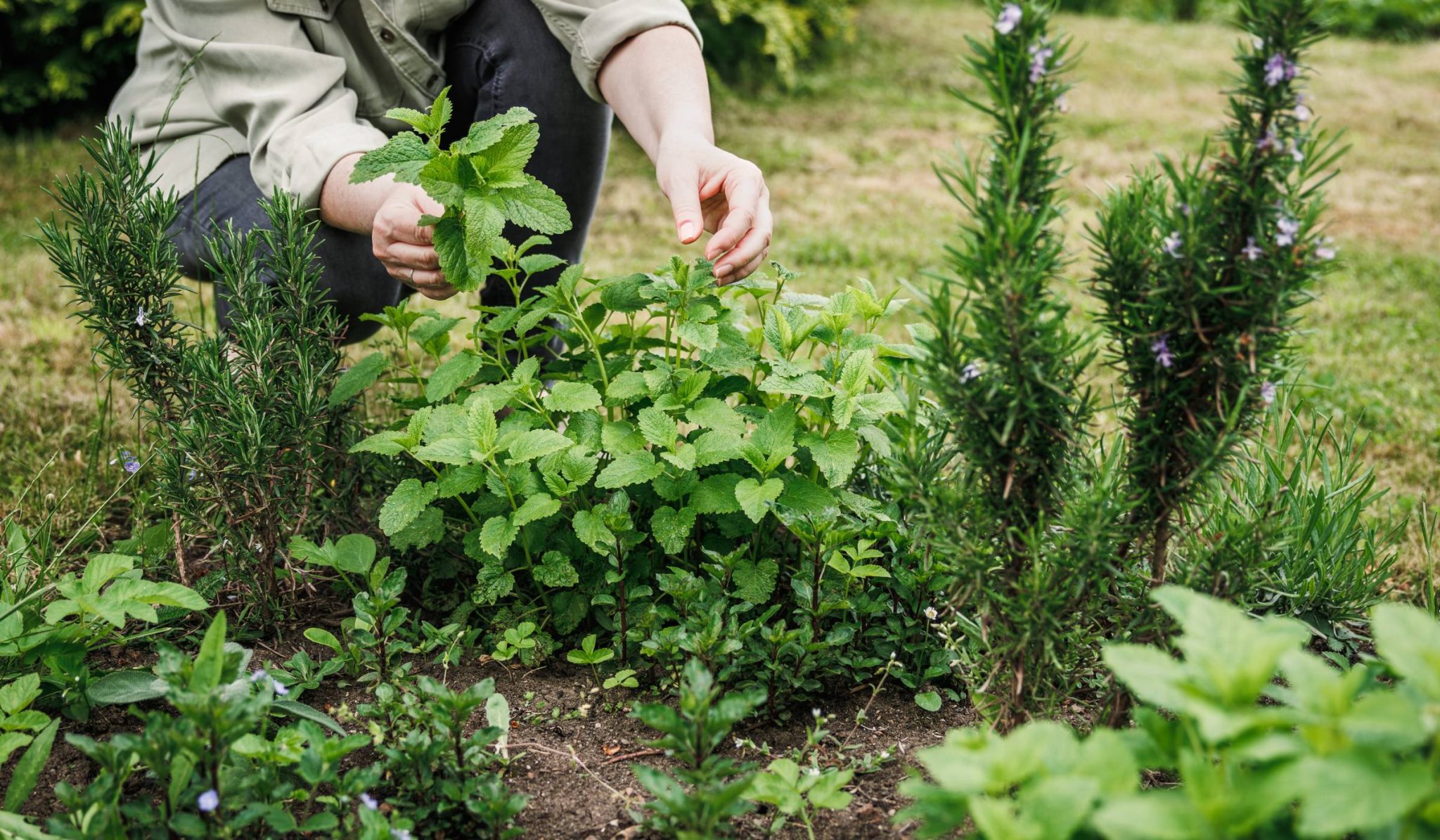 How to Start Your Own Herb Garden: A Beginner’s Guide – Luo Bang Rambo
